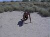 Merlin in the desert